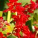 salvia-blaze-of-fire-seeds-600x600