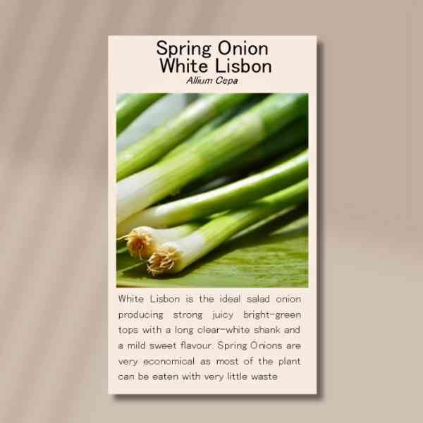 spring-onion-lisbon-front spring-onion-lisbon-front
