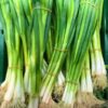 spring-onion-lisbon-seeds-1