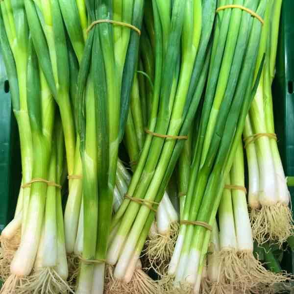 spring-onion-lisbon-seeds-1