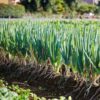spring-onion-lisbon-seeds-2