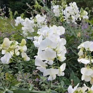 sweetpea-royal-white-seeds 3