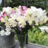 sweetpea-royal-white-seeds 4