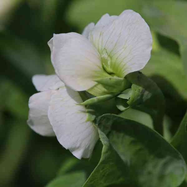 sweetpea-royal-white-seeds 5 sweetpea-royal-white-seeds 5