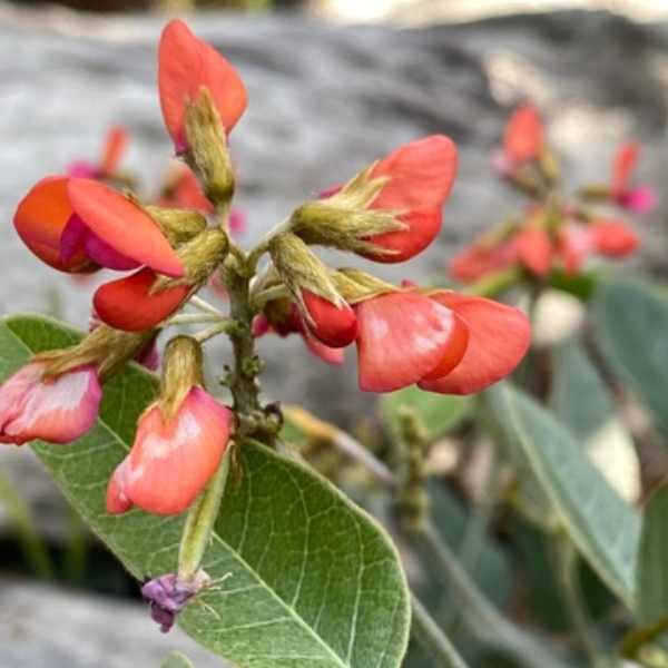 Coral-vine-seeds-5 Coral-vine-seeds-5