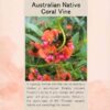 coral-vine-seed-packet-front