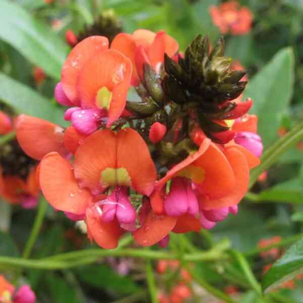 coral-vine-seeds-10 coral-vine-seeds-10