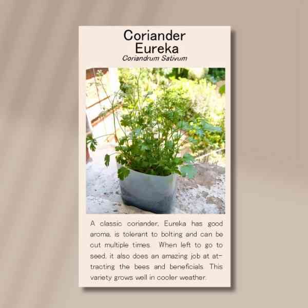 coriander-eureka-front coriander-eureka-front