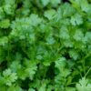 herb-coriander-eureka-seed-1