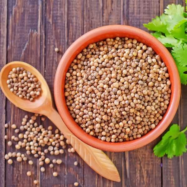 herb-coriander-eureka-seed-3 herb-coriander-eureka-seed-3