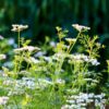 herb-coriander-eureka-seed-4