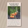 yanchep-rose-front