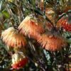 yanchep-rose-seeds-4