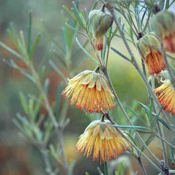 yanchep-rose-seeds-5