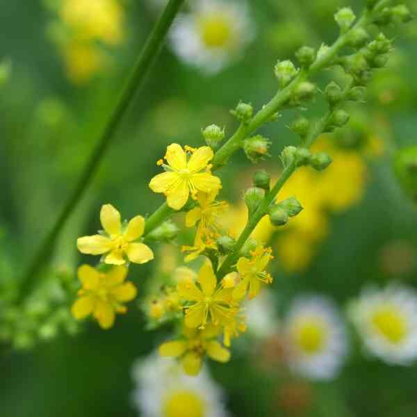 agrimonia-seeds=2 agrimonia-seeds=2