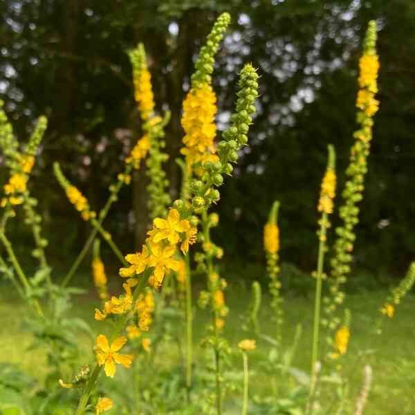agrimonia-seeds=3 agrimonia-seeds=3