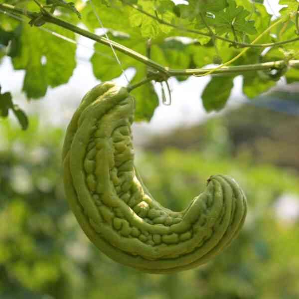 bitter-melon-seeds-4 a curled bitter melon fruit hanging from a vine