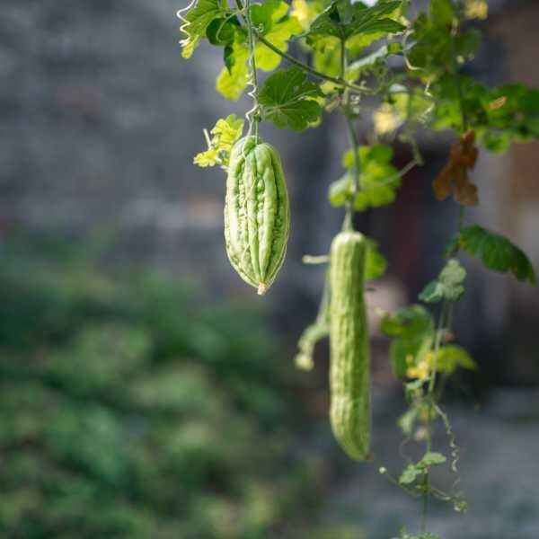 two bitter melon fruit hanging from a vine