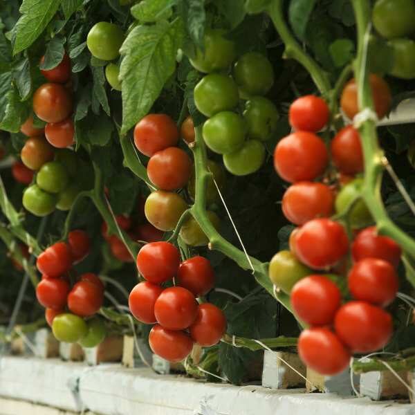 bush-tomato-silvery-fir-seeds