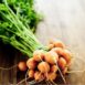 carrot-thumbelina-seeds-1