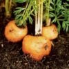 carrot-thumbelina-seeds-4