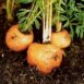 carrot-thumbelina-seeds-4