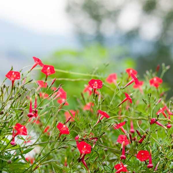 ipomoea red cardinalis flowers