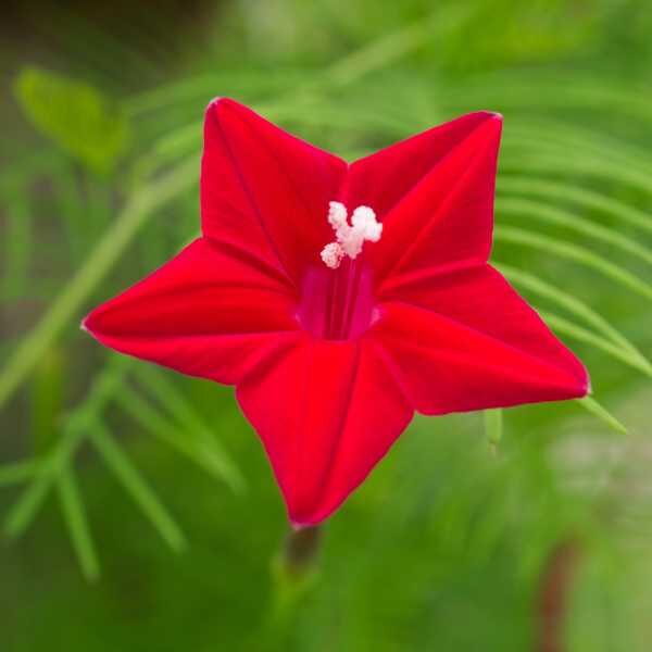 red-cardinalis-seeds4 red-cardinalis-seeds4