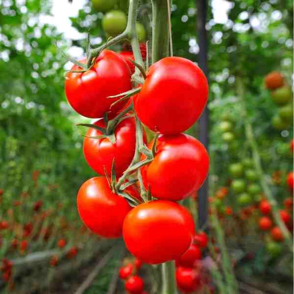 salad-tomato-giant-tree-1 salad-tomato-giant-tree-1