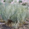 salt-bush-nature-seeds