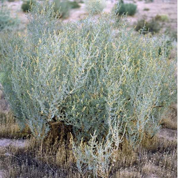 salt-bush-nature-seeds salt-bush-nature-seeds