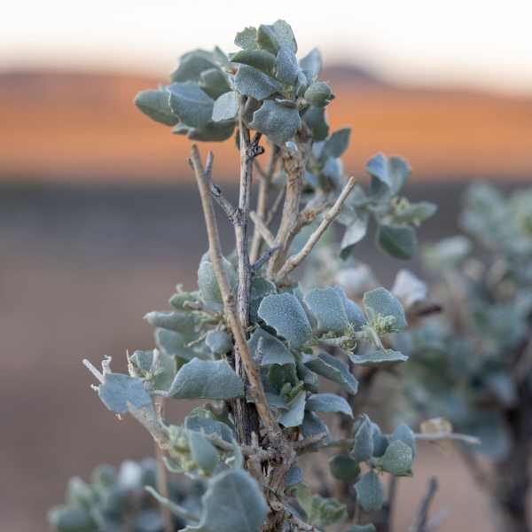 saltbush-seeds4