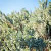 saltbush-seeds5