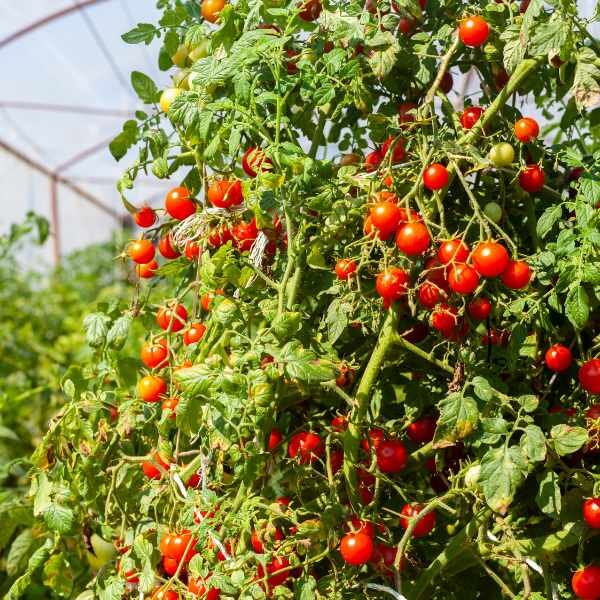 tomato-giant-tree-seeds