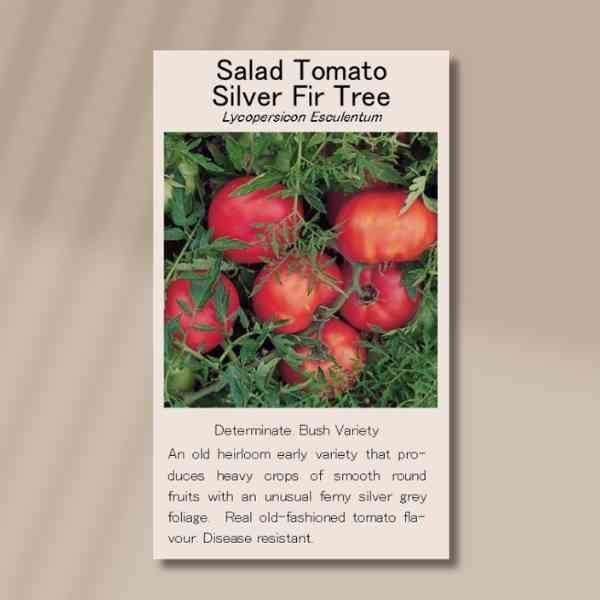 tomato-silver-fir-tree-front Tomato silver fir tree front