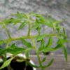 tomato-silvery-fir-tree-seeds