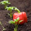 capsicum-mini-belle-seeds-2