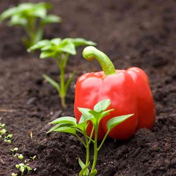 capsicum-mini-belle-seeds-2 capsicum-mini-belle-seeds-2