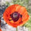 orientale-poppy-seeds-2