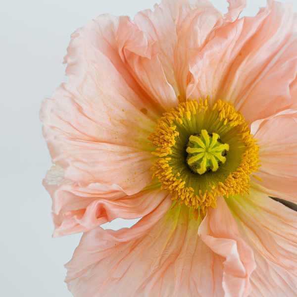 orientale-poppy-seeds-3 orientale-poppy-seeds-3