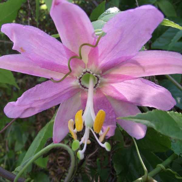 passionfruit-banana-style-2 passionfruit-banana-style-2