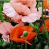 Orientale Poppy