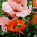 poppy-orientale-seeds