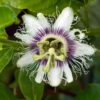 passionfruit-black-flower