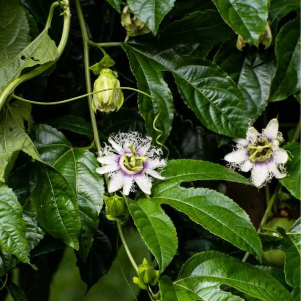 passionfruit-black-flower=2 passionfruit-black-flower=2