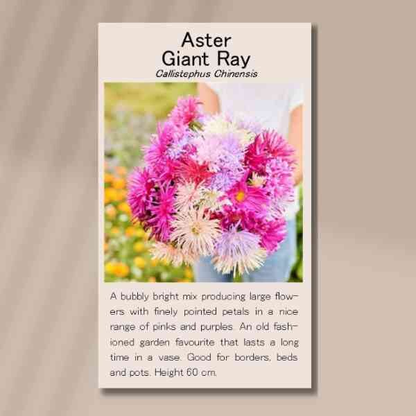 aster-giant-ray-seed-packet-front aster-giant-ray-seed-packet-front