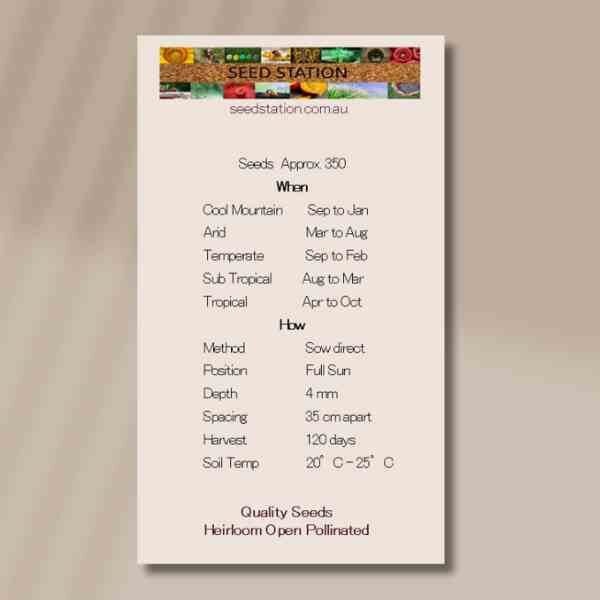 chrysanthemum-rainbow-seed-packet chrysanthemum-rainbow-seed-packet