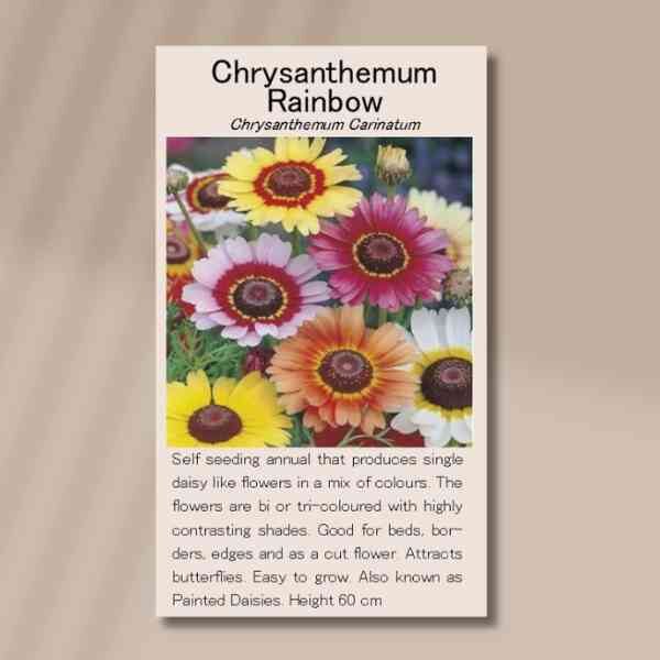 chrysanthemum-rainbow-seed-packet-front chrysanthemum-rainbow-seed-packet-front