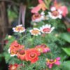 chrysanthemum-rainbow-seeds