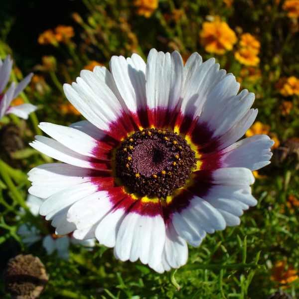 chrysanthemum rainbow flower